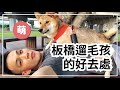 超大的草原!板橋遛狗的好去處|vlog10