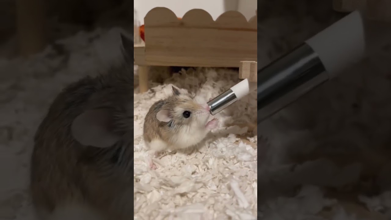 ¿Qué está haciendo el hámster? #hámster #hamster