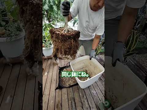 翡翠の木の気根？あなたの植物はあなたに何を伝えようとしているのでしょうか？  庭園