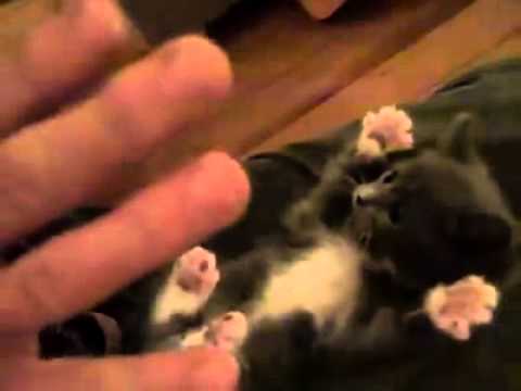 Cutest video you'll ever see @kavi