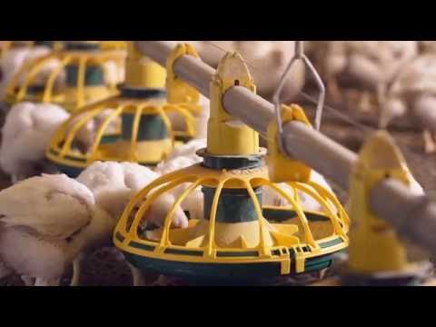 Fuze proline pan feeders