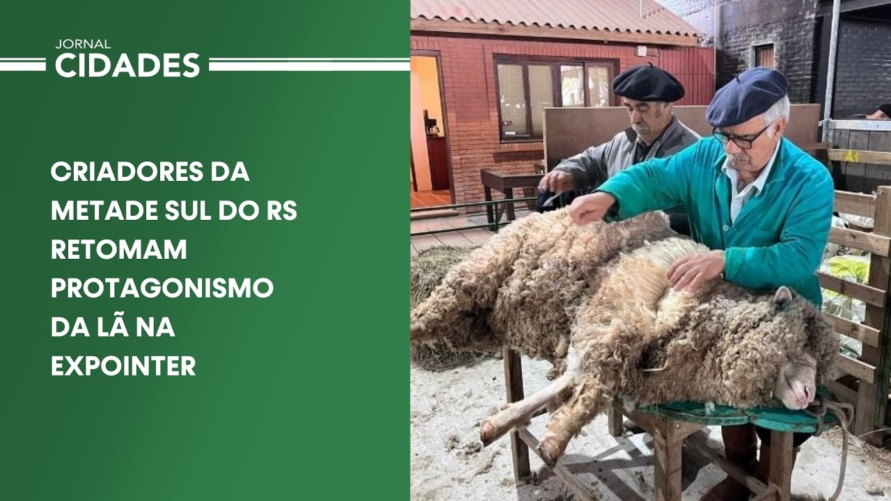 Produção de lã passa por valorização e anima criadores da Metade Sul na Expointer
