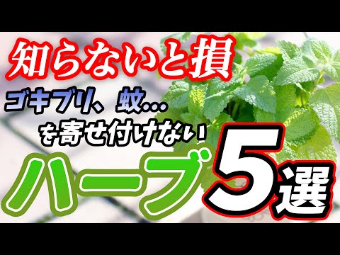 plantes aromatiques seaux-métalliques-étagère-murale