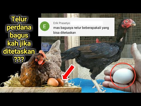 , title : 'Telur ayam tembehan layakkah ditetaskan ?'