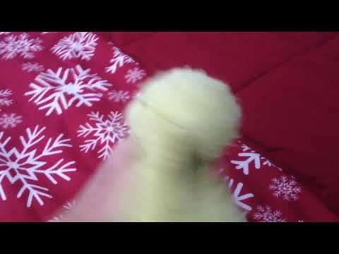 Tom the Hand 2x14: The Same Thing (2018) - Ending Clip (President's Day Special)