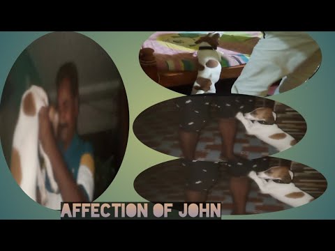 Are more dog affection than cat?my john show more affection //ODIA VLOG