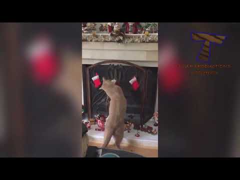 Cats are so funny you will die laughing   Funny cat compilation