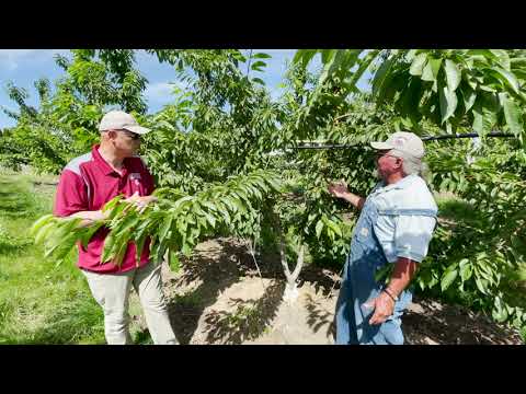 Washington State Cherry Production