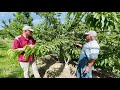 Washington State Cherry Production