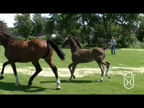 NF057 Hengstfohlen von Quibery - Cristo - Capitol I