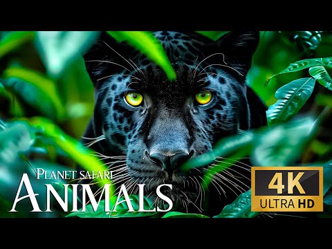 Animal Planet Live Safari in 4K Ultra HD 🌿 Mindful Jungle Discovery with Smooth Piano Pieces 🎶