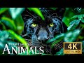 Animal Planet Live Safari In 4K Ultra HD Mindful Jungle Discovery With Smooth Piano Pieces