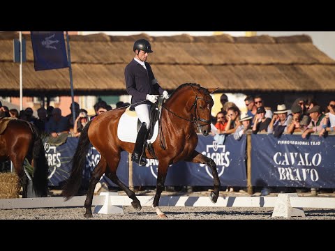 Odin do Comando - winner of the 4YO Class at Golega'22