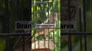 Download lagu branjangan parva jantan mp3 Download lagu branjangan parva jantan mp3