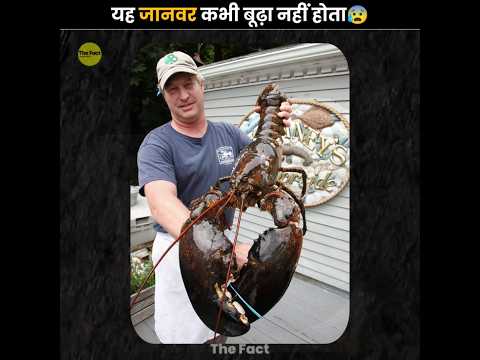 Lobsters Are Practically Immortal 😧