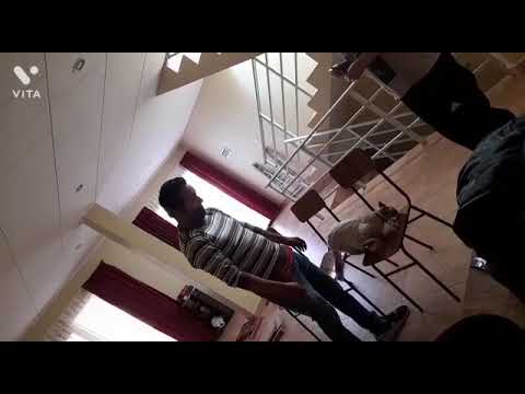 Condicionamiento Operante en Gato