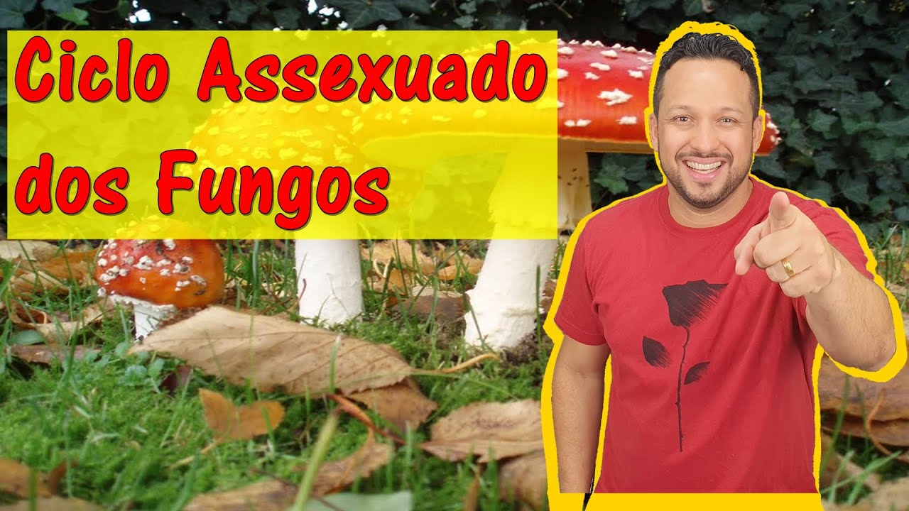 Ciclo Assexuado dos Fungos - Reprodução dos Fungos - Reino Fungi - Fungos - Microbiologia