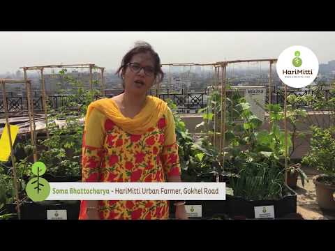 Testimonial from Soma Bhattacharya on Urban Farming with HariMitti