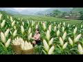 Harvesting Lots Of Glutinous Corn Boil Corn Go To Countryside Market Sell My Bushcraft Nhất