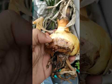 This is the time to grow lily 💐 #flowers #terracegardenindia #romanticgarden #trending #gardenlovers