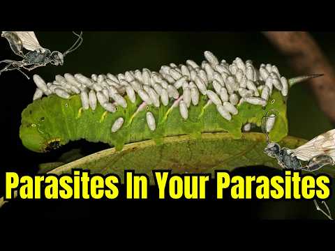 Hyper-Parasitic Wasps - Parasites in Your Parasites