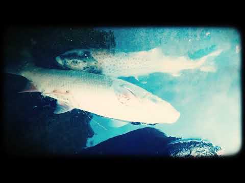 Sbor hudby - Sbor Hudby - Bečva bečí