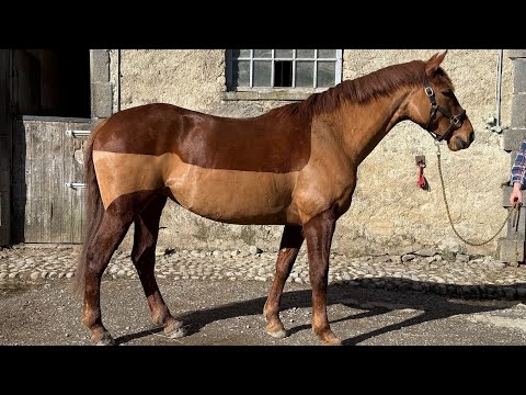 5y/o TISH Mare - Image 2