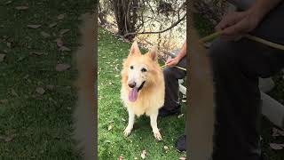 Video preview image #1 German Shepherd Dog-Unknown Mix Puppy For Sale in Pasadena, CA, USA