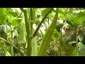 weekend-sunshine-golden-harvest-25-05-2019