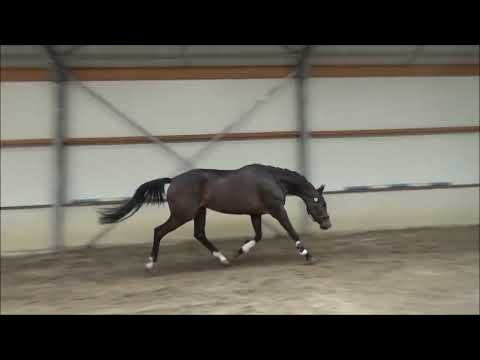 Toto Jr   x Andretti x Negro