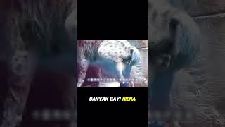 Download lagu Hewan dengan proses melahirkan paling menyakitkan di dunia. #faktahewan #hyena #duniahewan #shorts mp3