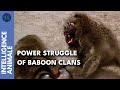 Who Is The Alpha Male Baboons Combat For Power AI