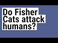 Do Fisher Cats attack humans?