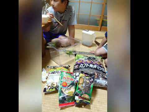 地球の中に生息する幼虫や蛹とは何でしょうか？テクニカルガイド  庭園