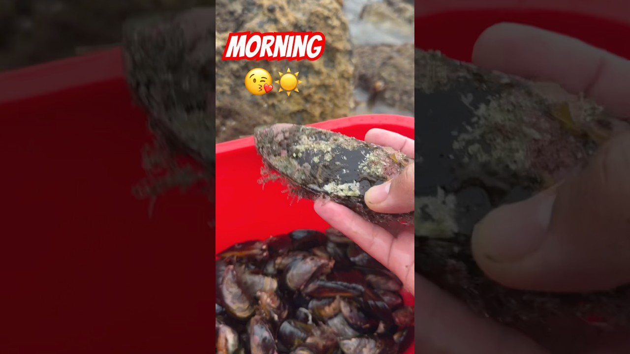 #mussel  #beach #philippines #newzealand