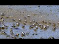 Nature: fiddler crabs