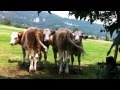 Cows fighting against flies Kühe helfen eineinander ...