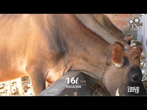 Qualidade que Vira Doce: A História do Leite Jersey do Sítio Convento - TV Jersey - Canal do Leite