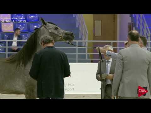 N 68 RAHMA YAS   Sharjah International 2019