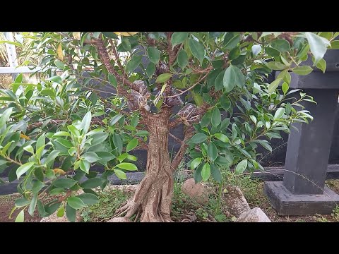 PANEN❗Indahnya Budidaya Bahan Bonsai Beringin Kimeng || Sekaligus Press Cabang