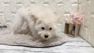 ハーフ犬の動画02