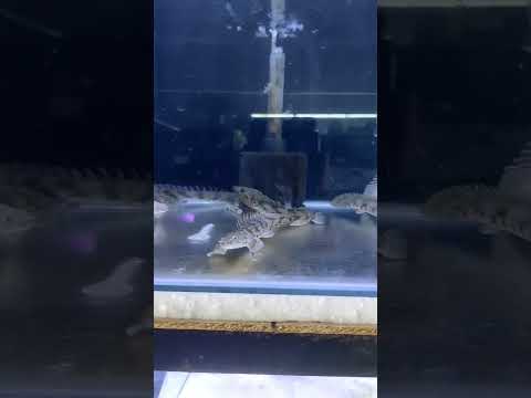 ikan hias palmas hendly cery ikan kalem tapi ganas.... #shorts #ikanhias