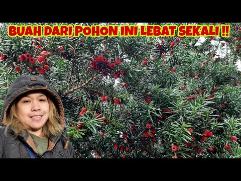 BUAH YEW BERRY MENGGIURKAN , is yew berry edible ??