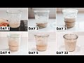 How to Make a Sourdough Starter From Scratch + Day by Day Progression! | Sourdough Starter Recipe