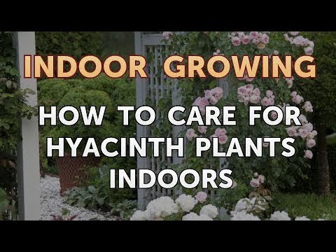 How to Regrow a Broken Aloe Leaf