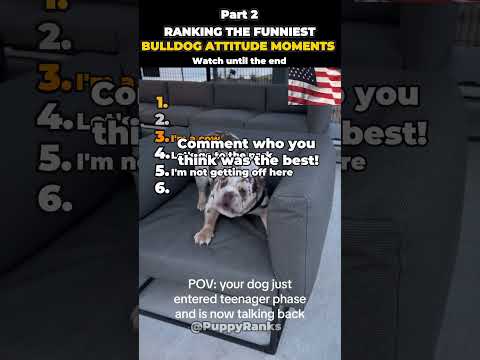 Ranking The Funniest Bulldog Attitude Moments - (Part 2)