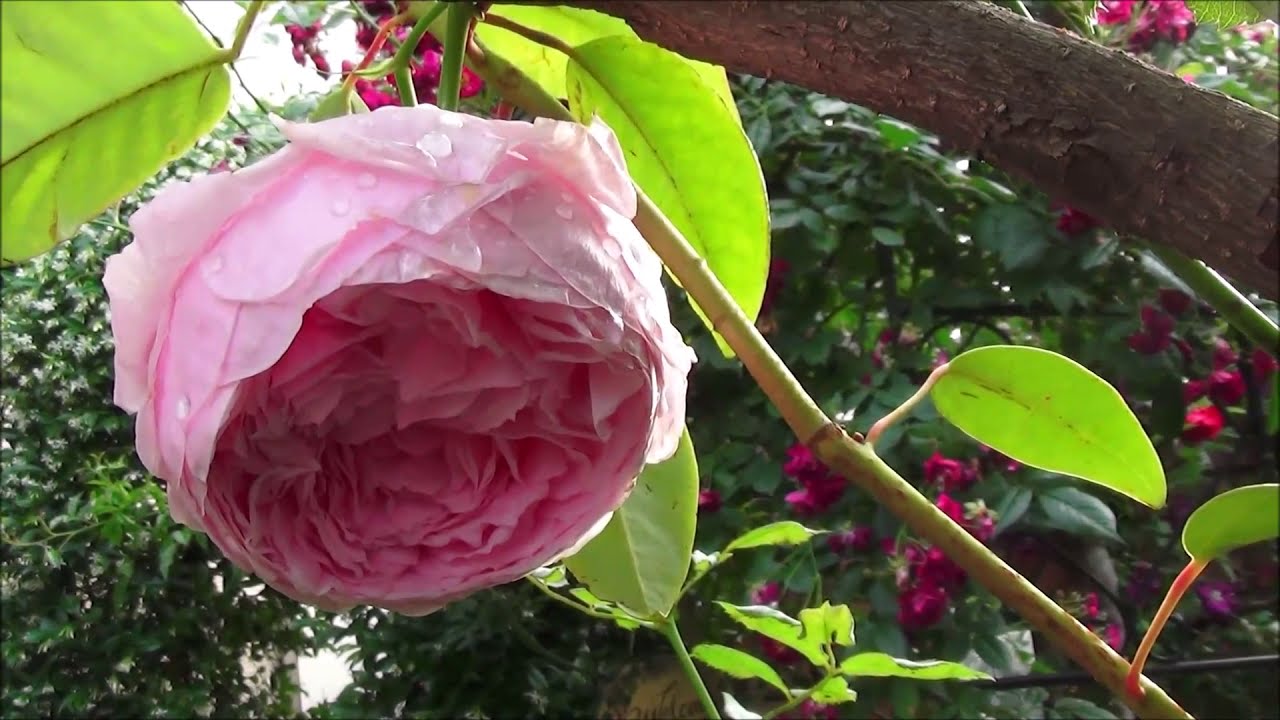 【プレミアム映像 春バラ2019】㉟スピリット・オブ・フリーダム(Spirit of Freedom)