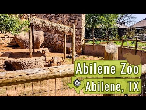 Exploring The Abilene Zoo In Texas