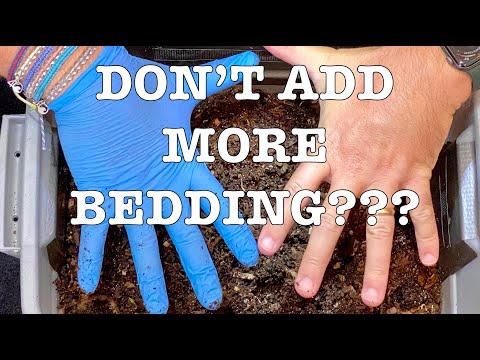 No Worm Bin Bedding? No Problem...ONLY If The Worm Bin Is This Far Along! Tiny Worm Bin Vermicompost