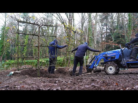 Completing the espalier walled garden, now to fill it.